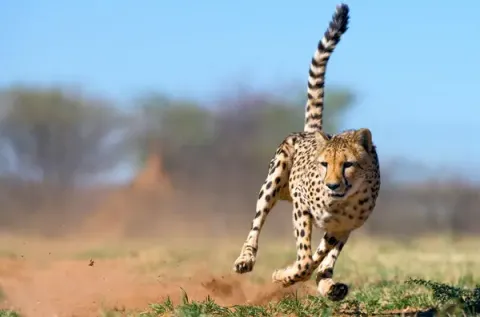 Cheetah