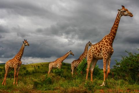 Giraffes 03