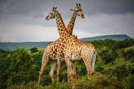 Giraffes 04