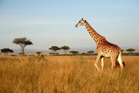 Giraffes 01